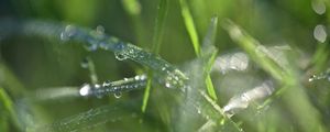 Preview wallpaper grass, dew, drops, water, macro, blur