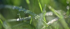 Preview wallpaper grass, dew, drops, water, macro, blur