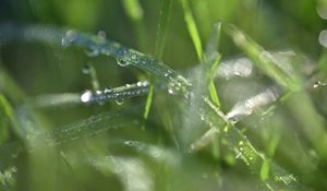 Preview wallpaper grass, dew, drops, water, macro, blur