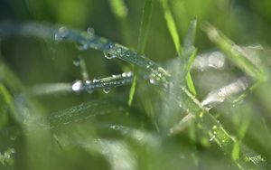 Preview wallpaper grass, dew, drops, water, macro, blur