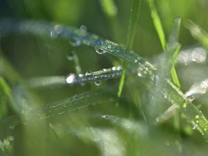 Preview wallpaper grass, dew, drops, water, macro, blur