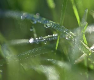 Preview wallpaper grass, dew, drops, water, macro, blur