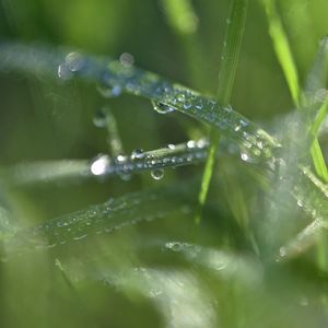 Preview wallpaper grass, dew, drops, water, macro, blur