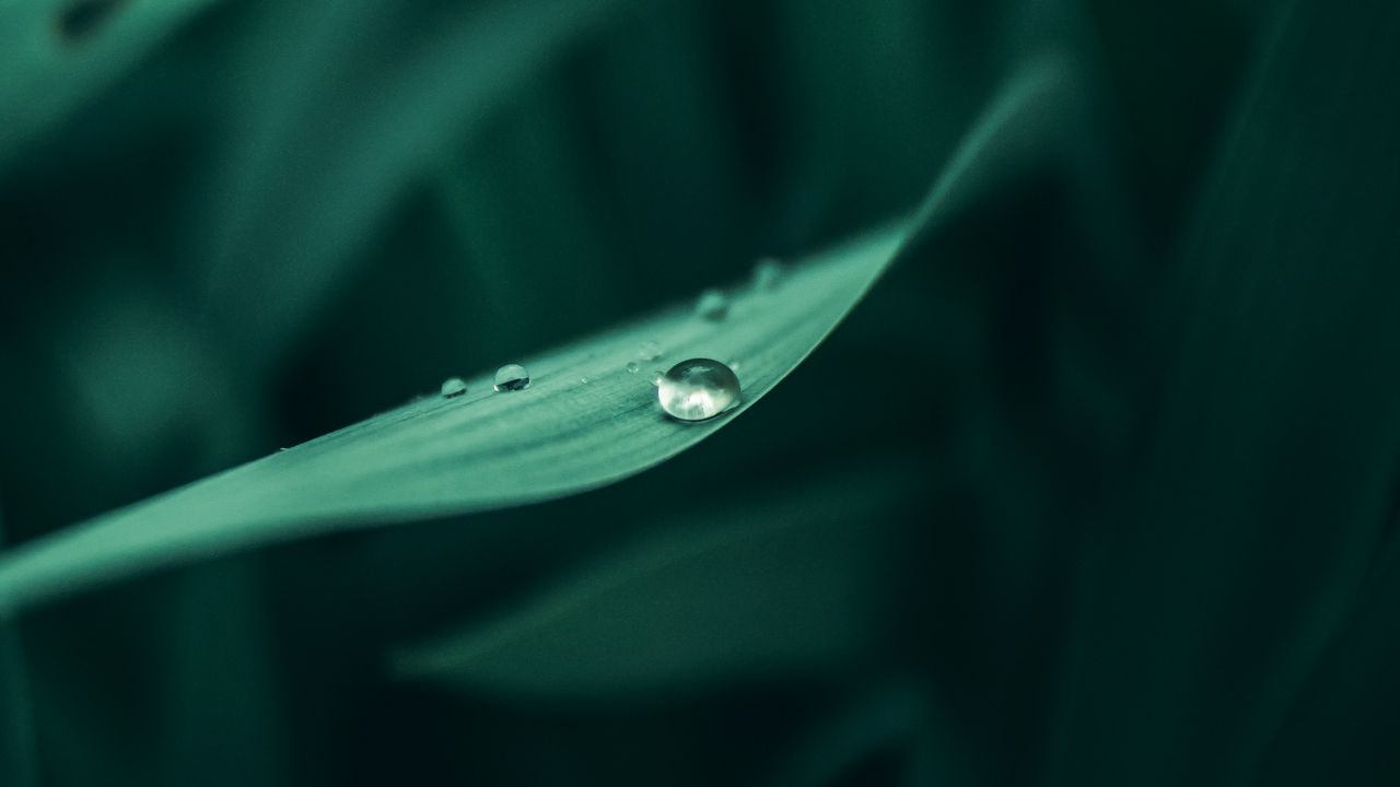 Wallpaper grass, dew, drops, wet, plant, green, macro