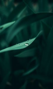 Preview wallpaper grass, dew, drops, wet, plant, green, macro