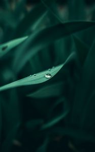 Preview wallpaper grass, dew, drops, wet, plant, green, macro