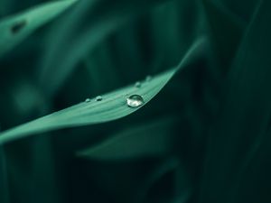 Preview wallpaper grass, dew, drops, wet, plant, green, macro