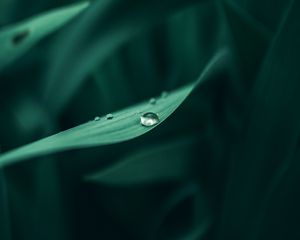 Preview wallpaper grass, dew, drops, wet, plant, green, macro