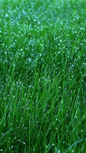 Preview wallpaper grass, dew, drops, green, macro