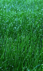 Preview wallpaper grass, dew, drops, green, macro