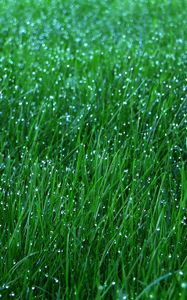 Preview wallpaper grass, dew, drops, green, macro