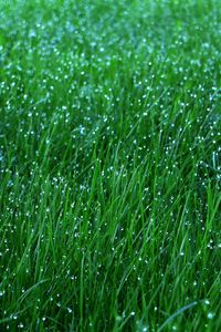 Preview wallpaper grass, dew, drops, green, macro