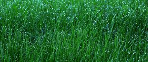 Preview wallpaper grass, dew, drops, green, macro