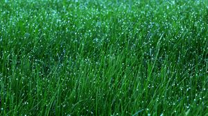 Preview wallpaper grass, dew, drops, green, macro