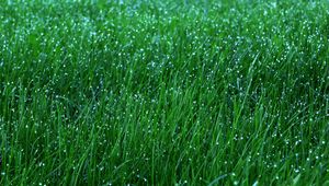 Preview wallpaper grass, dew, drops, green, macro