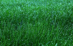 Preview wallpaper grass, dew, drops, green, macro