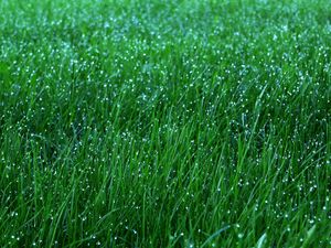 Preview wallpaper grass, dew, drops, green, macro