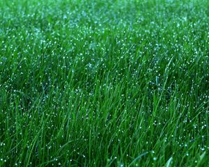 Preview wallpaper grass, dew, drops, green, macro