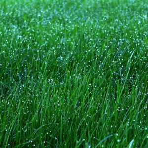 Preview wallpaper grass, dew, drops, green, macro