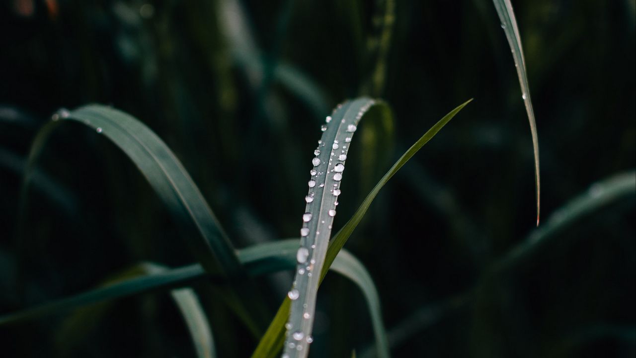 Wallpaper grass, dew, drops, macro, closeup