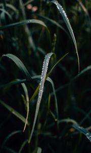 Preview wallpaper grass, dew, drops, macro, closeup