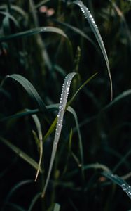 Preview wallpaper grass, dew, drops, macro, closeup