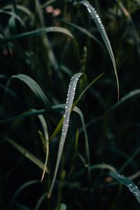 Preview wallpaper grass, dew, drops, macro, closeup