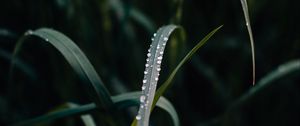 Preview wallpaper grass, dew, drops, macro, closeup