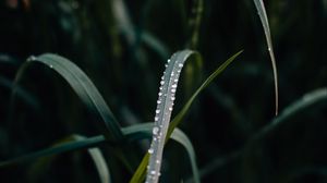 Preview wallpaper grass, dew, drops, macro, closeup