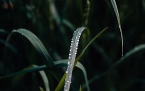 Preview wallpaper grass, dew, drops, macro, closeup