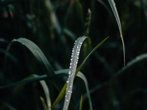 Preview wallpaper grass, dew, drops, macro, closeup