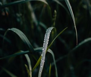 Preview wallpaper grass, dew, drops, macro, closeup