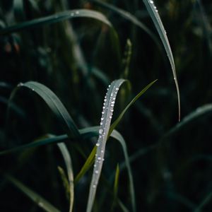 Preview wallpaper grass, dew, drops, macro, closeup