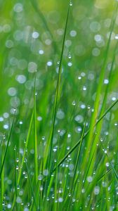 Preview wallpaper grass, dew, drops, wet, green