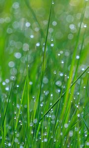 Preview wallpaper grass, dew, drops, wet, green