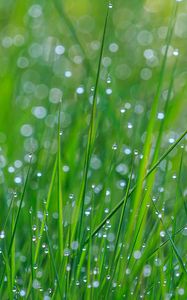 Preview wallpaper grass, dew, drops, wet, green