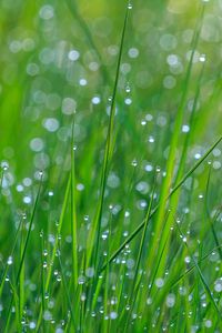 Preview wallpaper grass, dew, drops, wet, green