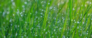 Preview wallpaper grass, dew, drops, wet, green