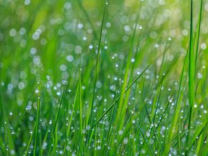 Preview wallpaper grass, dew, drops, wet, green