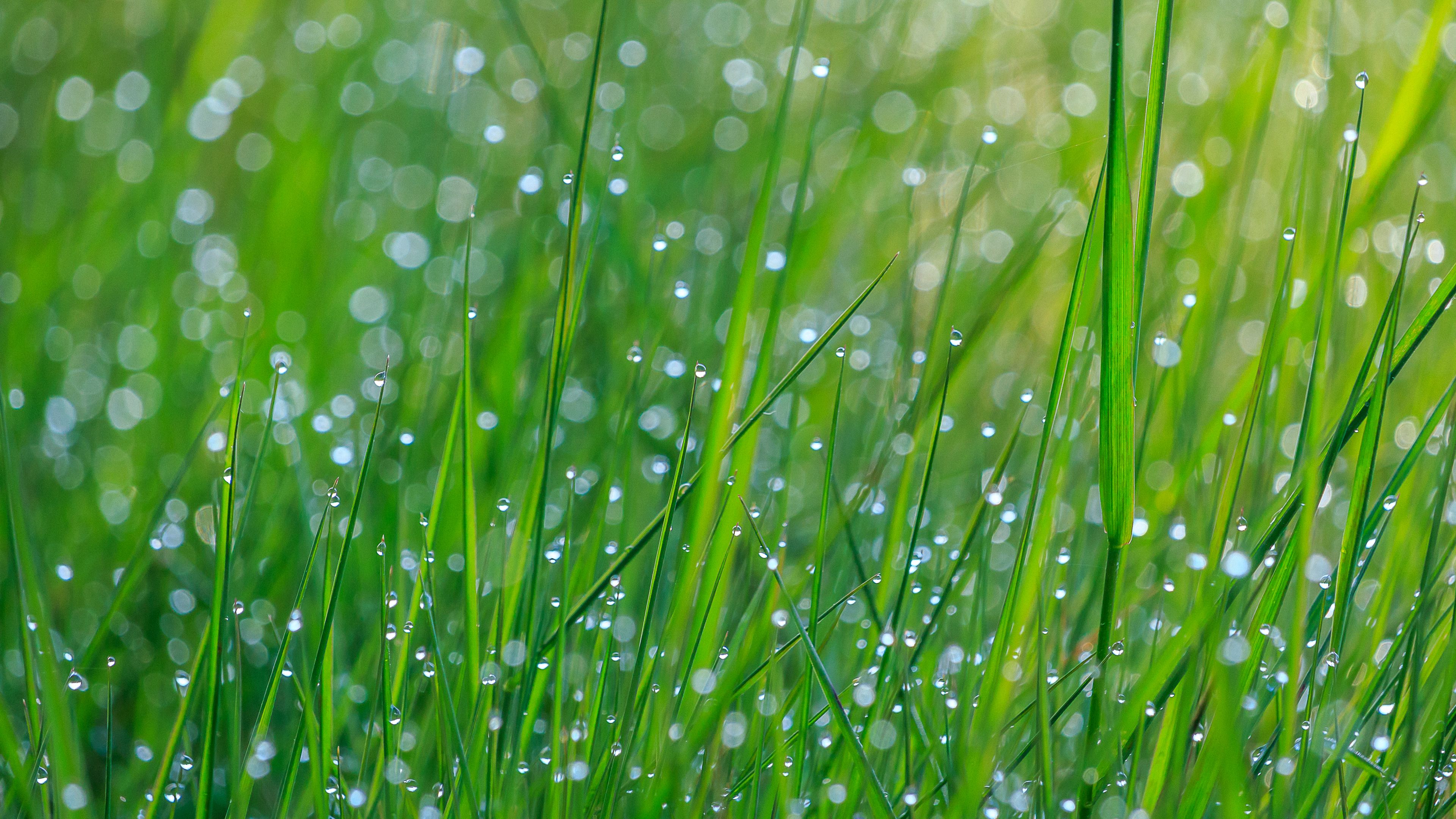 Download wallpaper 3840x2160 grass, dew, drops, wet, green 4k uhd 16:9 hd  background