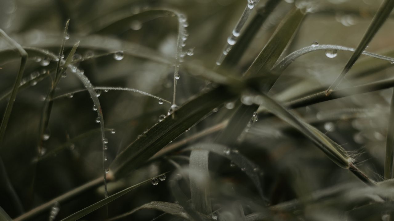 Wallpaper grass, dew, drops, macro