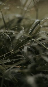 Preview wallpaper grass, dew, drops, macro