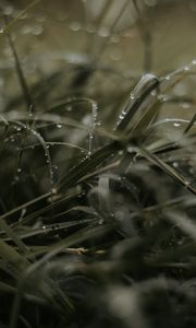 Preview wallpaper grass, dew, drops, macro