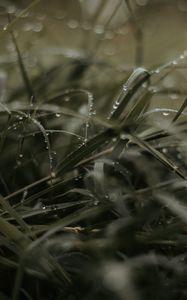 Preview wallpaper grass, dew, drops, macro