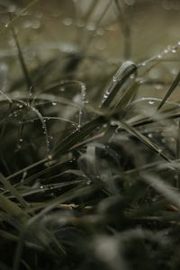 Preview wallpaper grass, dew, drops, macro