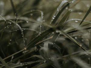 Preview wallpaper grass, dew, drops, macro