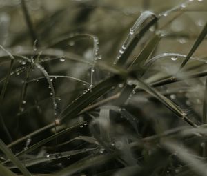 Preview wallpaper grass, dew, drops, macro