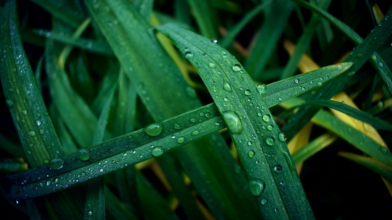Wallpaper grass, dew, drops, macro, wet