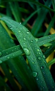 Preview wallpaper grass, dew, drops, macro, wet