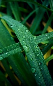 Preview wallpaper grass, dew, drops, macro, wet